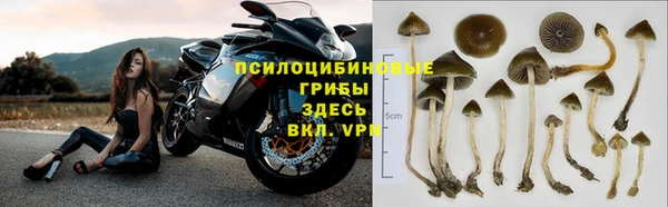 прущие грибы Арсеньев